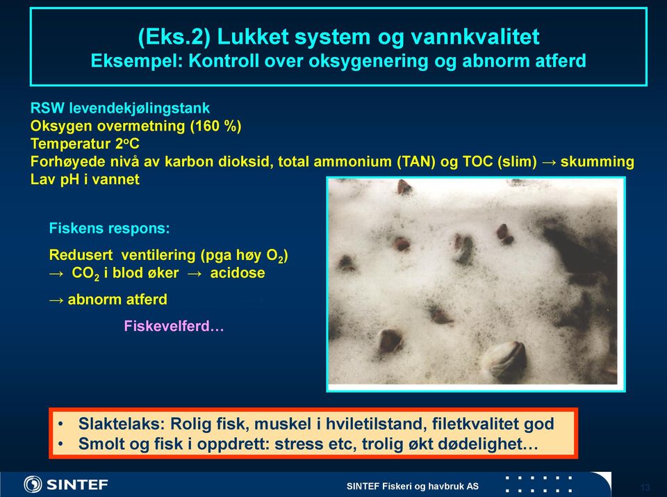 vannet Fiskens respons: Redusert ventilering (pga høy O 2 ) CO 2 i blod øker acidose abnorm atferd Fiskevelferd Slaktelaks: Rolig