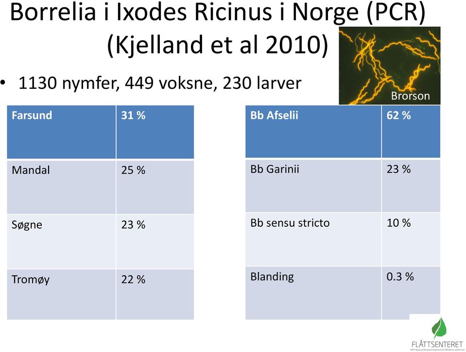 Farsund 31 % Bb Afselii 62 % Mandal 25 % Bb Garinii 23