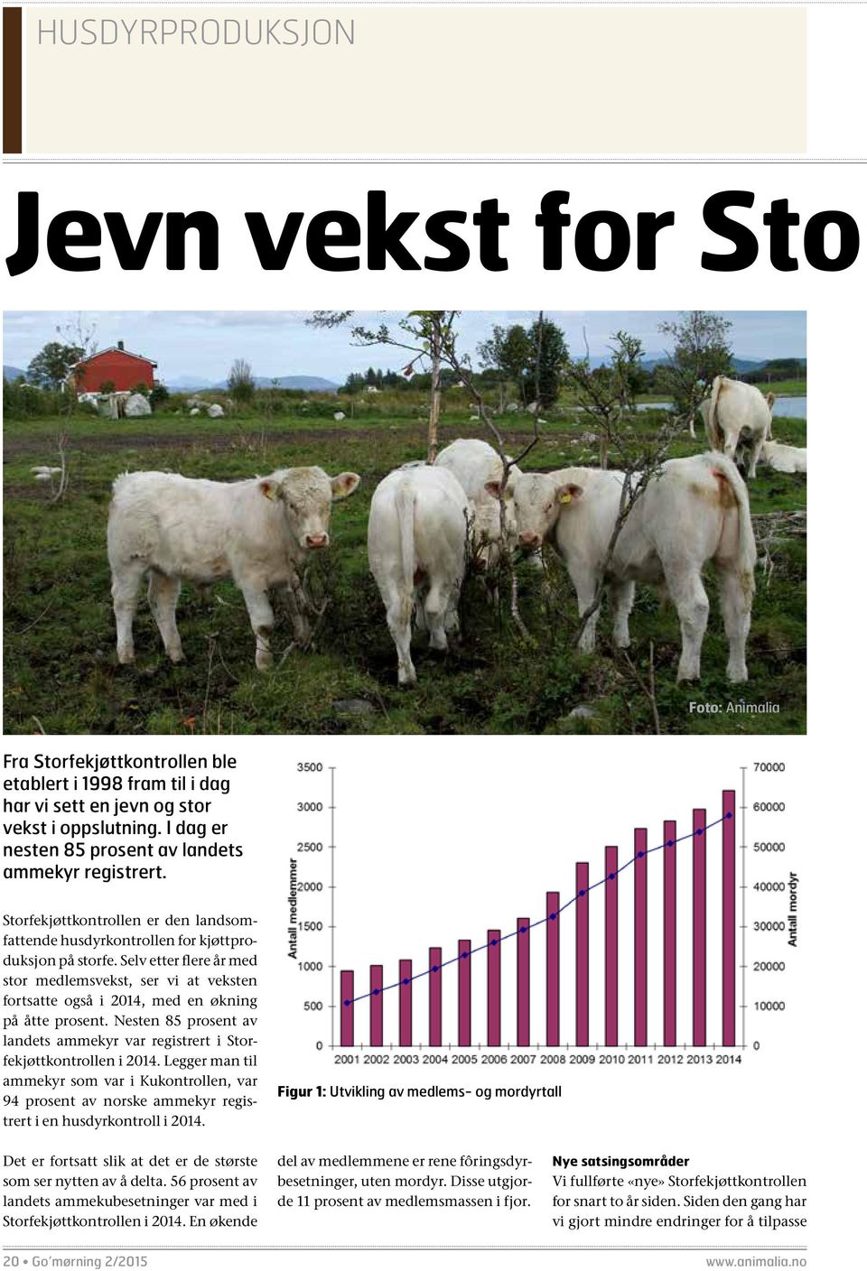 Selv etter flere år med stor medlemsvekst, ser vi at veksten fortsatte også i 2014, med en økning på åtte prosent. Nesten 85 prosent av landets ammekyr var registrert i Storfekjøttkontrollen i 2014.