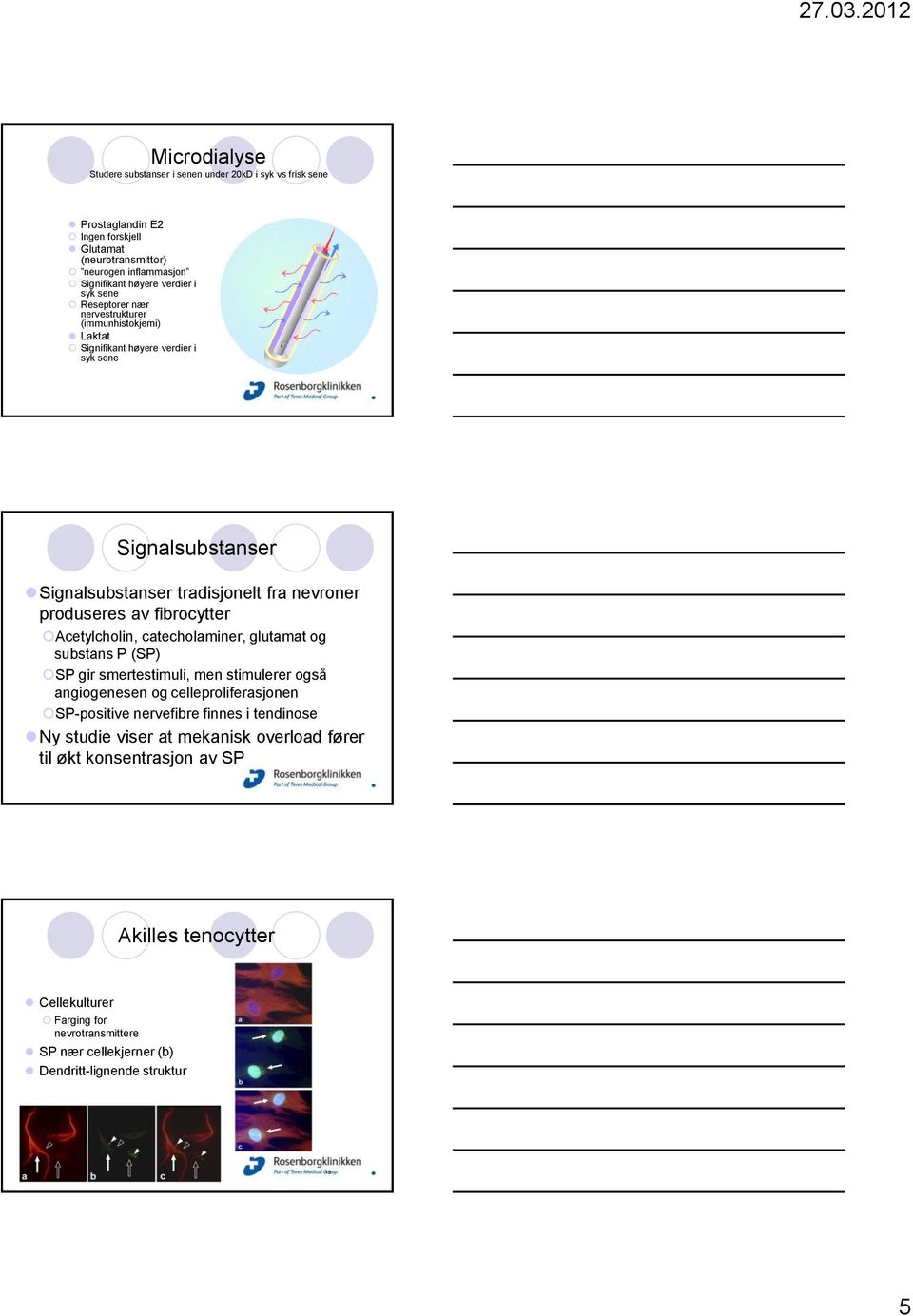 fibrocytter Acetylcholin, catecholaminer, glutamat og substans P (SP) SP gir smertestimuli, men stimulerer også angiogenesen og celleproliferasjonen SP-positive nervefibre finnes i