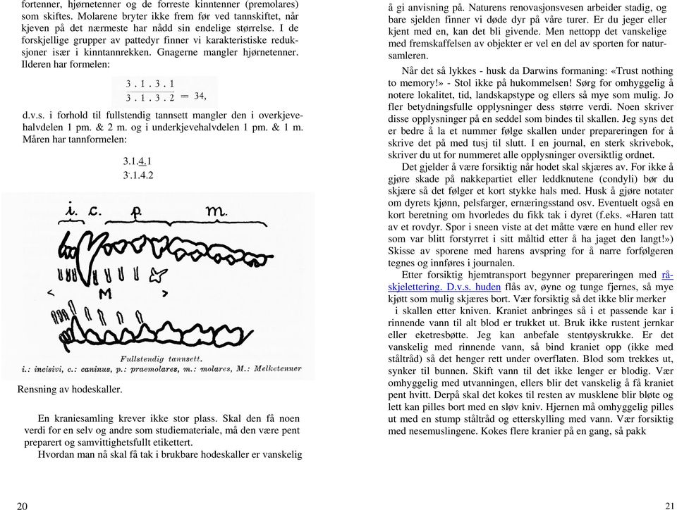 & 2 m. og i underkjevehalvdelen 1 pm. & 1 m. Måren har tannformelen: Rensning av hodeskaller. 3.1.4.1 3..1.4.2 En kraniesamling krever ikke stor plass.
