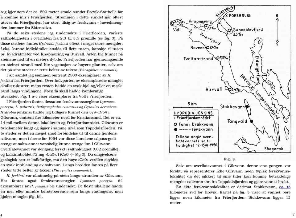 På de seks stedene jeg undersøkte i Frierfjorden, varierte saltholdigheten i overflaten fra 2,3 til 3,5 promille (se fig. 3). På disse stedene fantes Hydrobia jenkinsi oftest i meget store mengder, f.