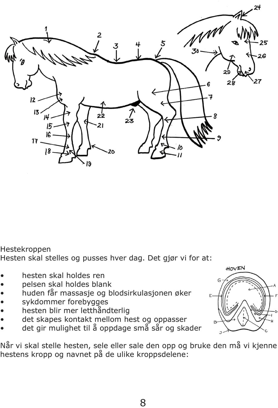 øker sykdommer forebygges hesten blir mer letthåndterlig det skapes kontakt mellom hest og oppasser det gir