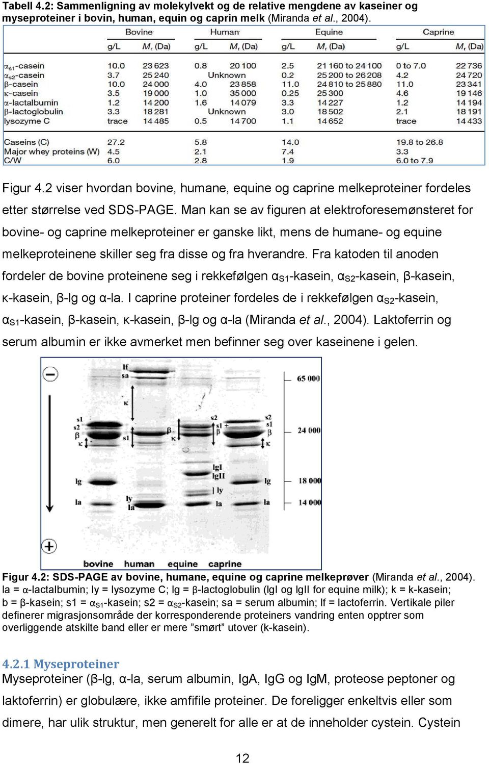 Man kan se av figuren at elektroforesemønsteret for bovine- og caprine melkeproteiner er ganske likt, mens de humane- og equine melkeproteinene skiller seg fra disse og fra hverandre.