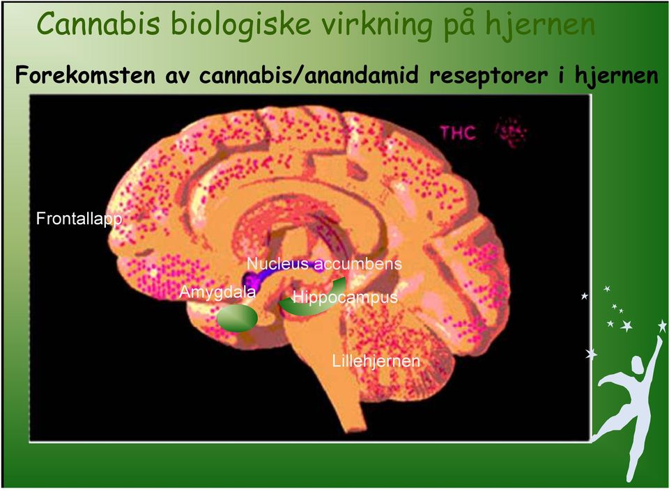 reseptorer i hjernen Frontallapp