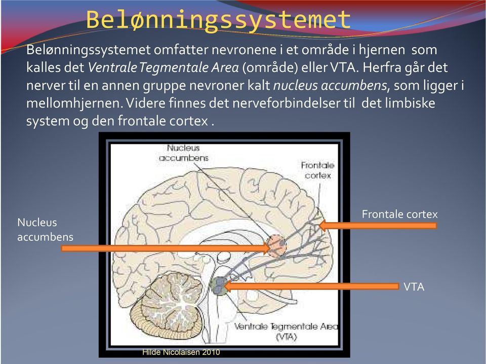 Herfra går det nerver til en annen gruppe nevroner kalt nucleus accumbens, som ligger i