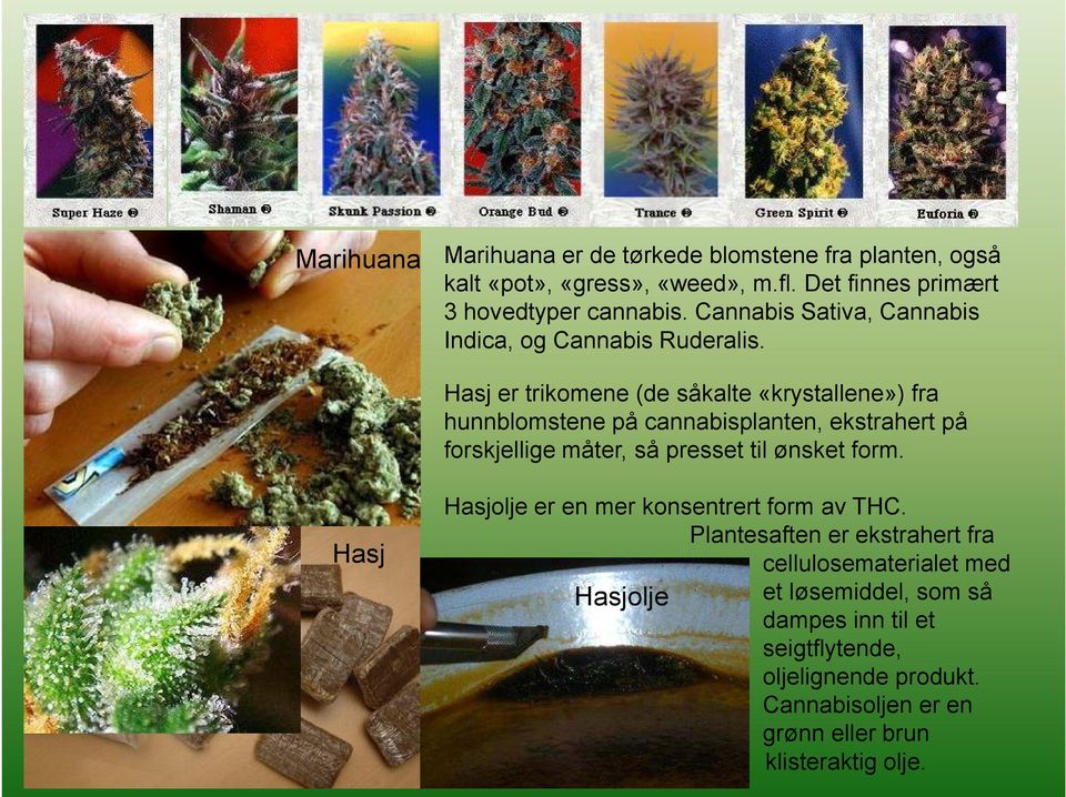 Hasj er trikomene (de såkalte «krystallene») fra hunnblomstene på cannabisplanten, ekstrahert på forskjellige måter, så presset til ønsket form.