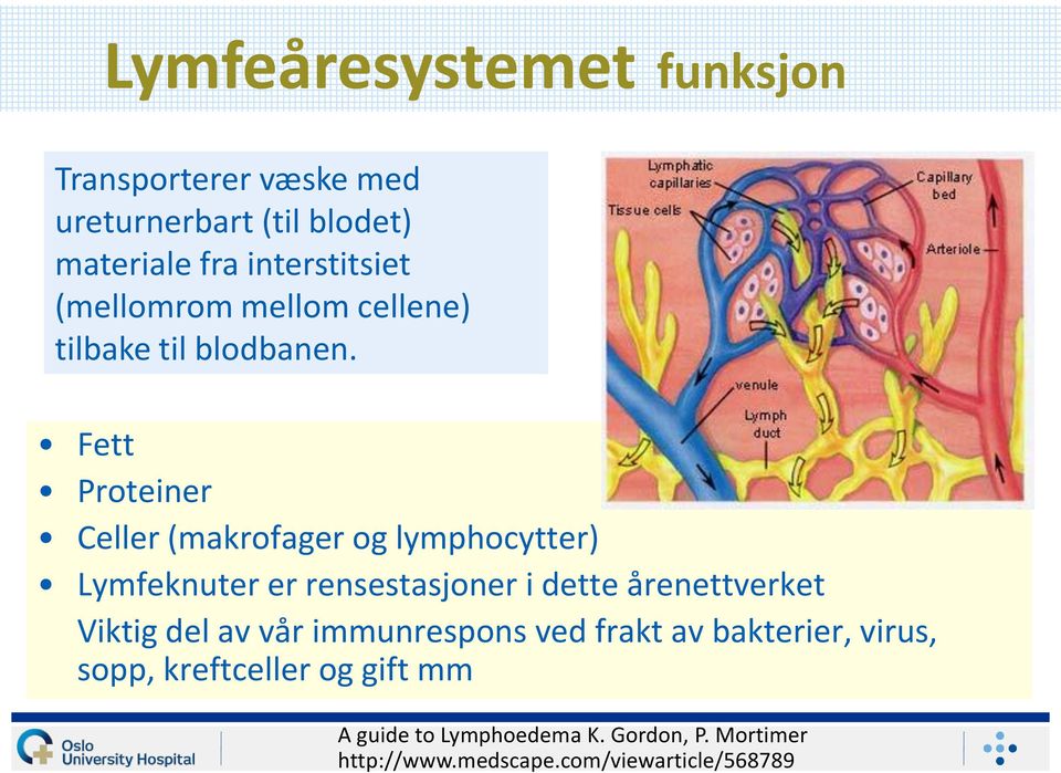 Fett Proteiner Celler (makrofager og lymphocytter) Lymfeknuter er rensestasjoner i dette årenettverket Viktig