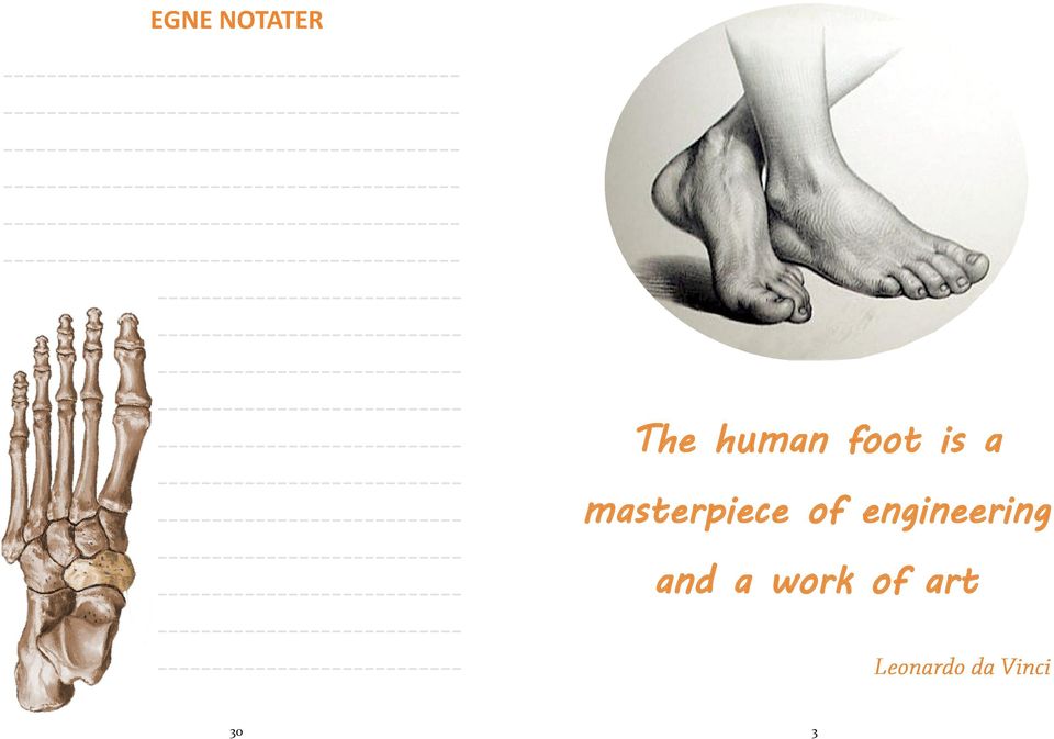 ------------- The human foot is a