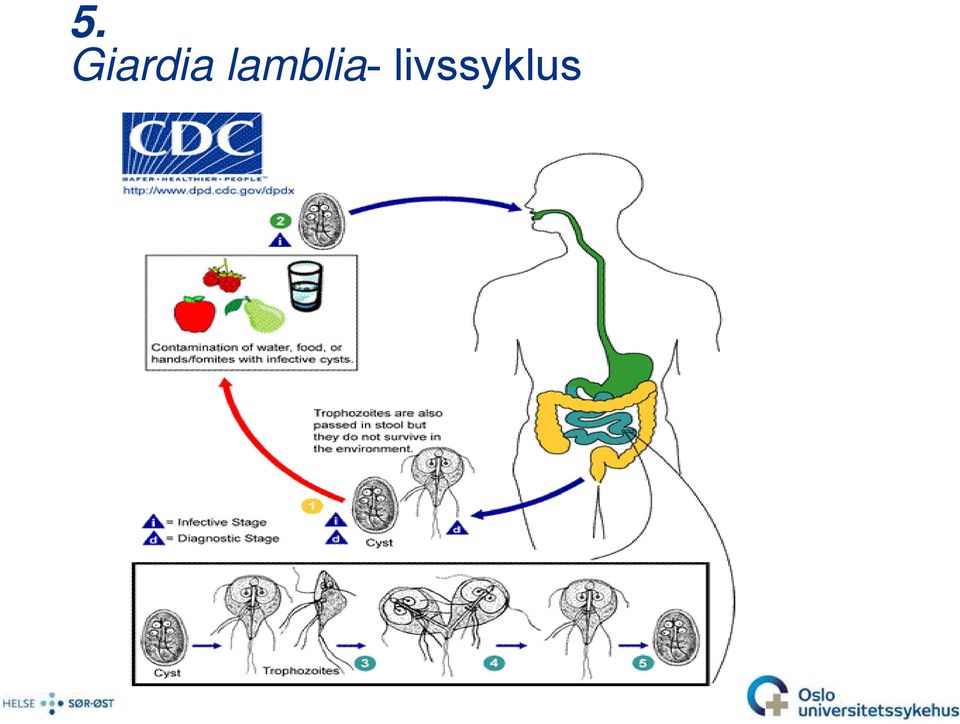 lamblia-