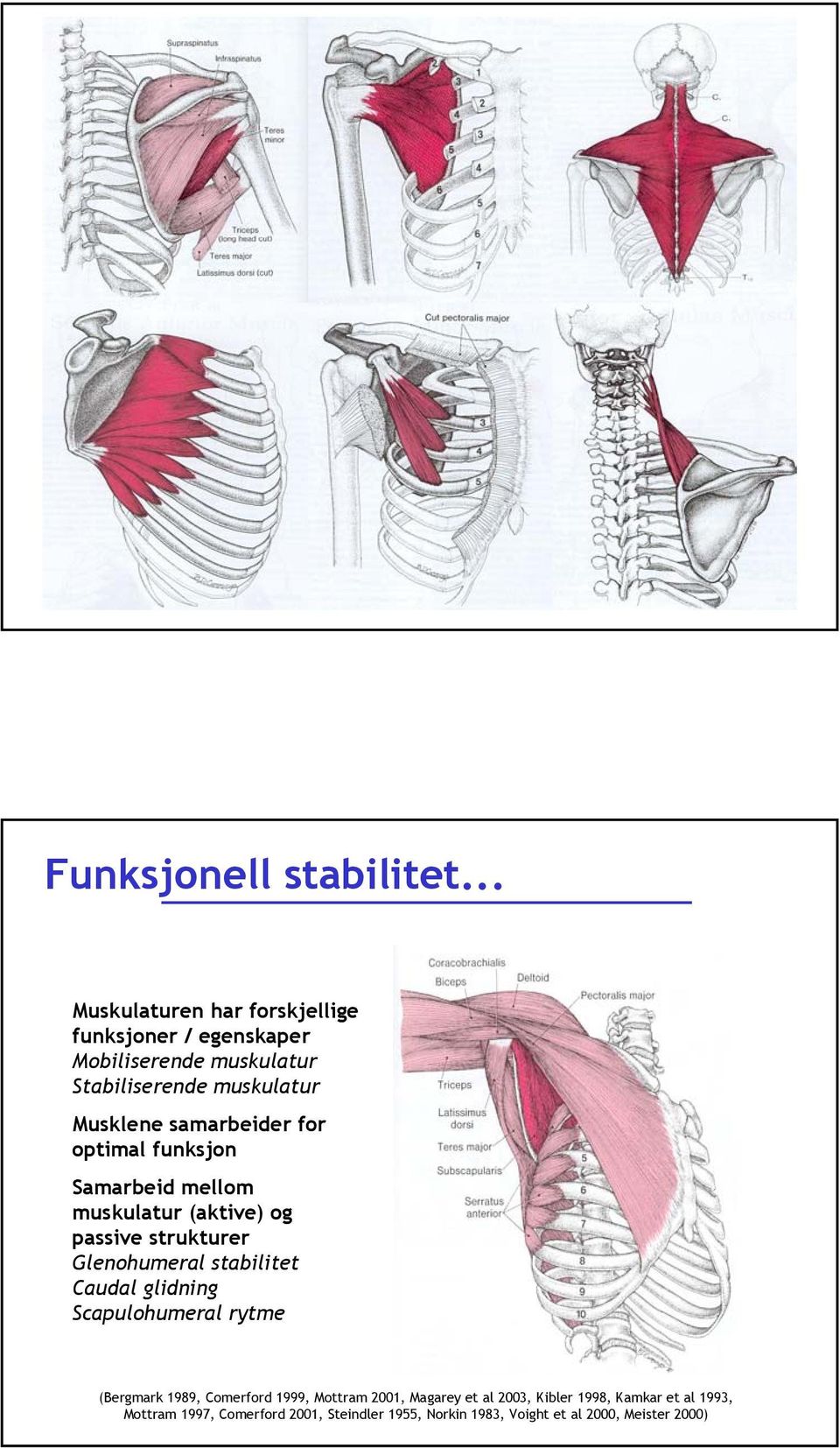 samarbeider for optimal funksjon Samarbeid mellom muskulatur (aktive) og passive strukturer Glenohumeral stabilitet