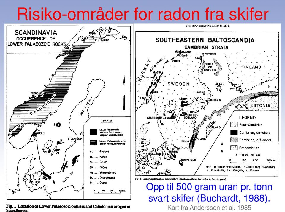 tonn svart skifer (Buchardt,