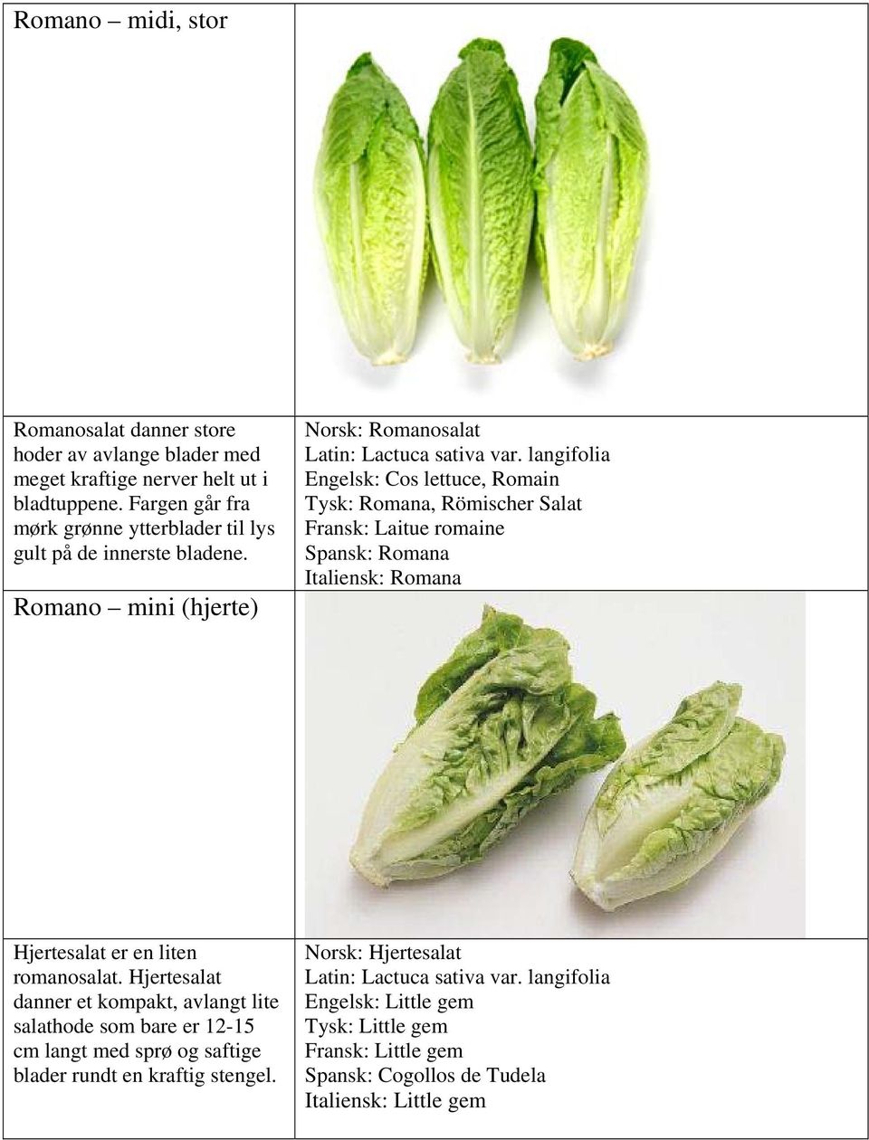 langifolia Engelsk: Cos lettuce, Romain Tysk: Romana, Römischer Salat Fransk: Laitue romaine Spansk: Romana Italiensk: Romana Hjertesalat er en liten romanosalat.