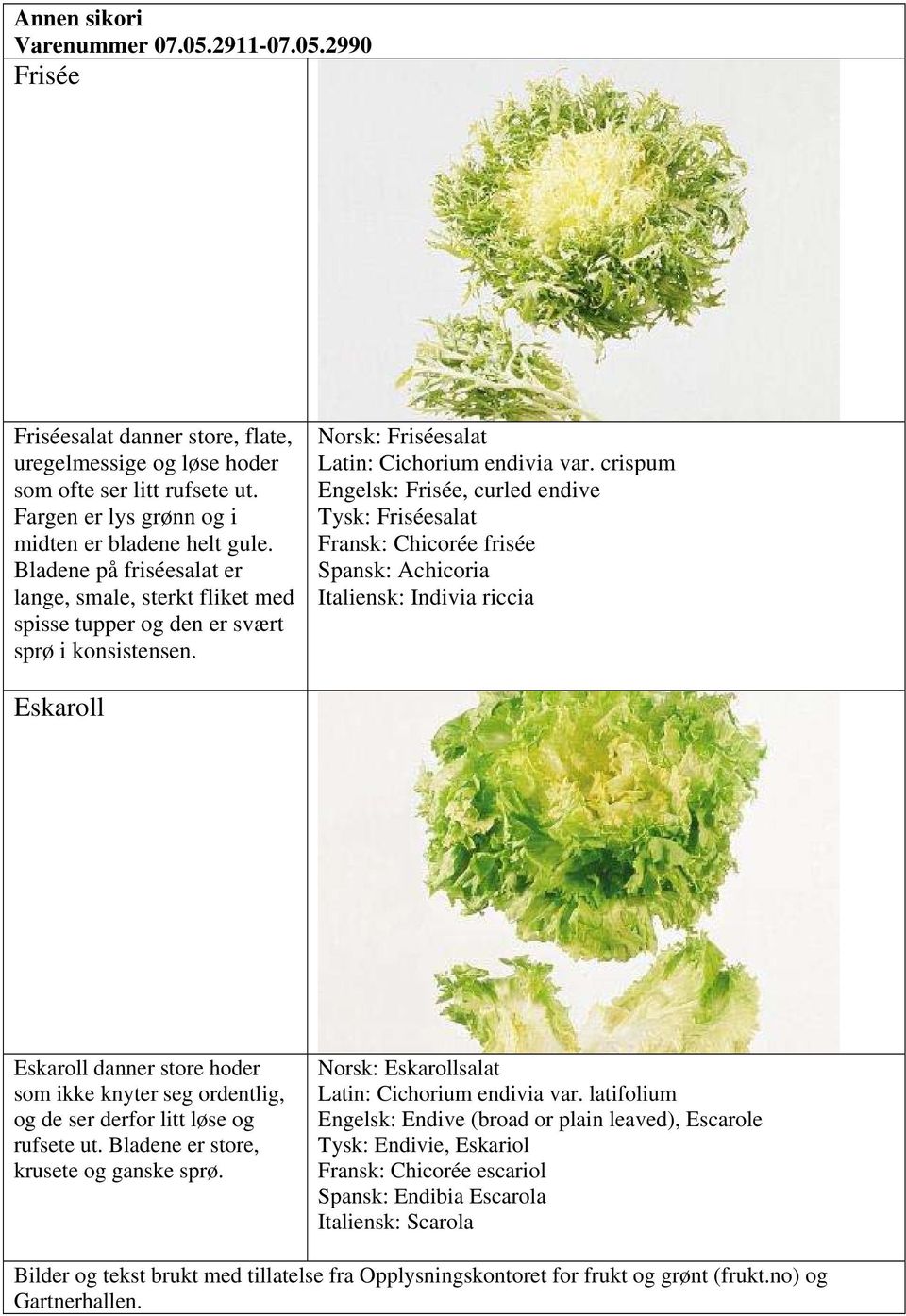 crispum Engelsk: Frisée, curled endive Tysk: Friséesalat Fransk: Chicorée frisée Spansk: Achicoria Italiensk: Indivia riccia Eskaroll Eskaroll danner store hoder som ikke knyter seg ordentlig, og de