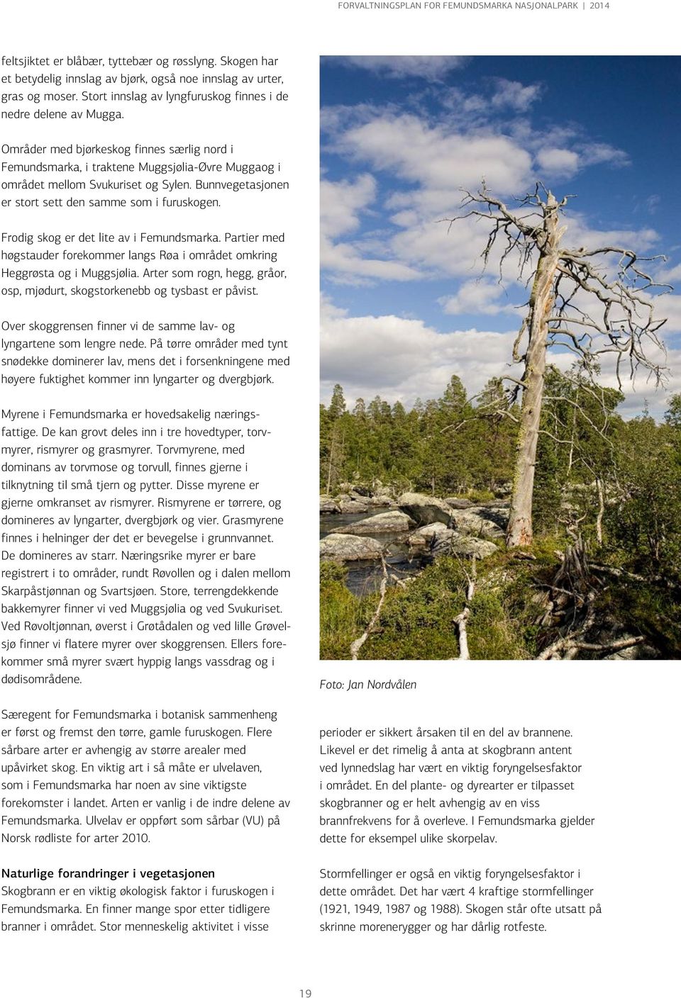 Frodig skog er det lite av i Femundsmarka. Partier med høgstauder forekommer langs Røa i området omkring Heggrøsta og i Muggsjølia.