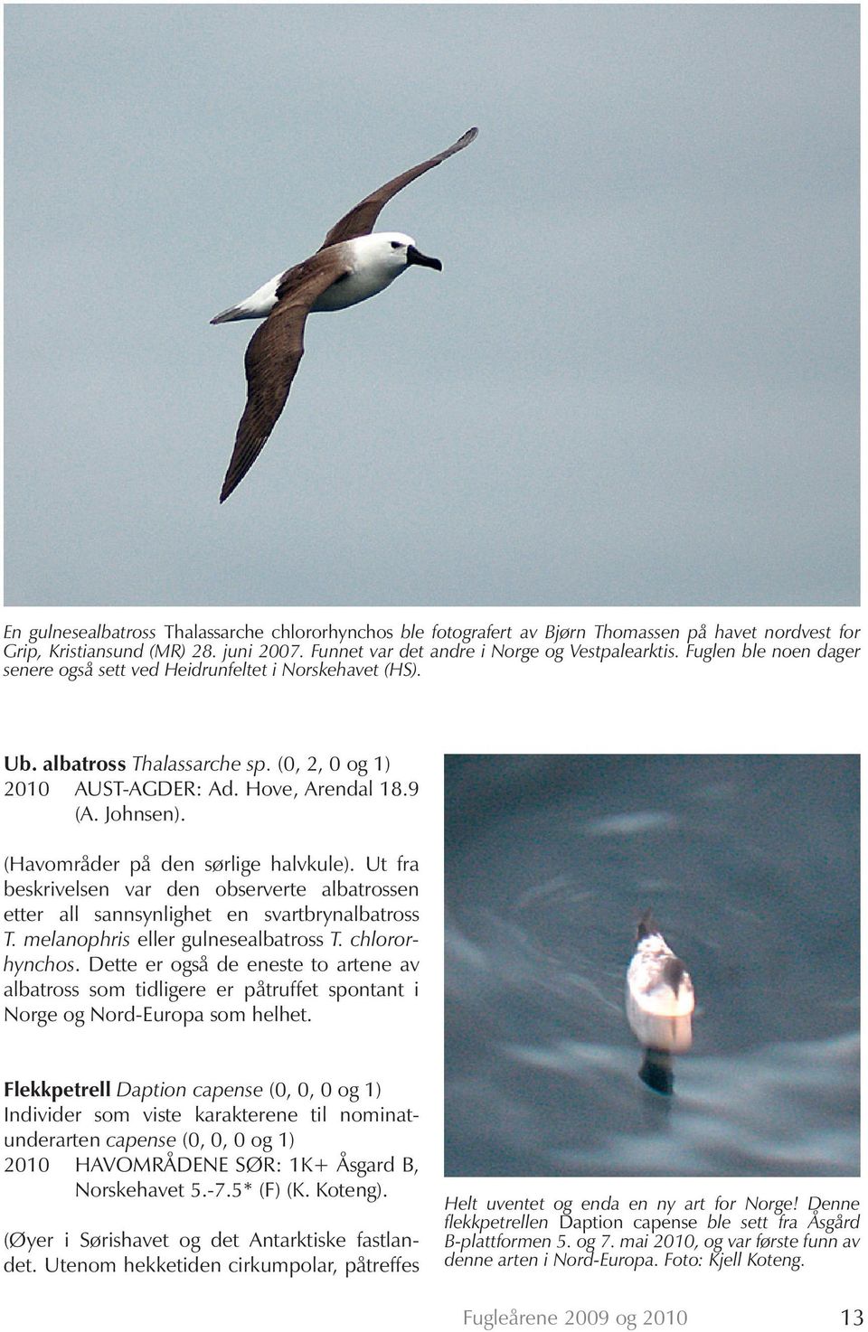 (Havområder på den sørlige halvkule). Ut fra beskrivelsen var den observerte albatrossen etter all sannsynlighet en svartbrynalbatross T. melanophris eller gulnesealbatross T. chlororhynchos.