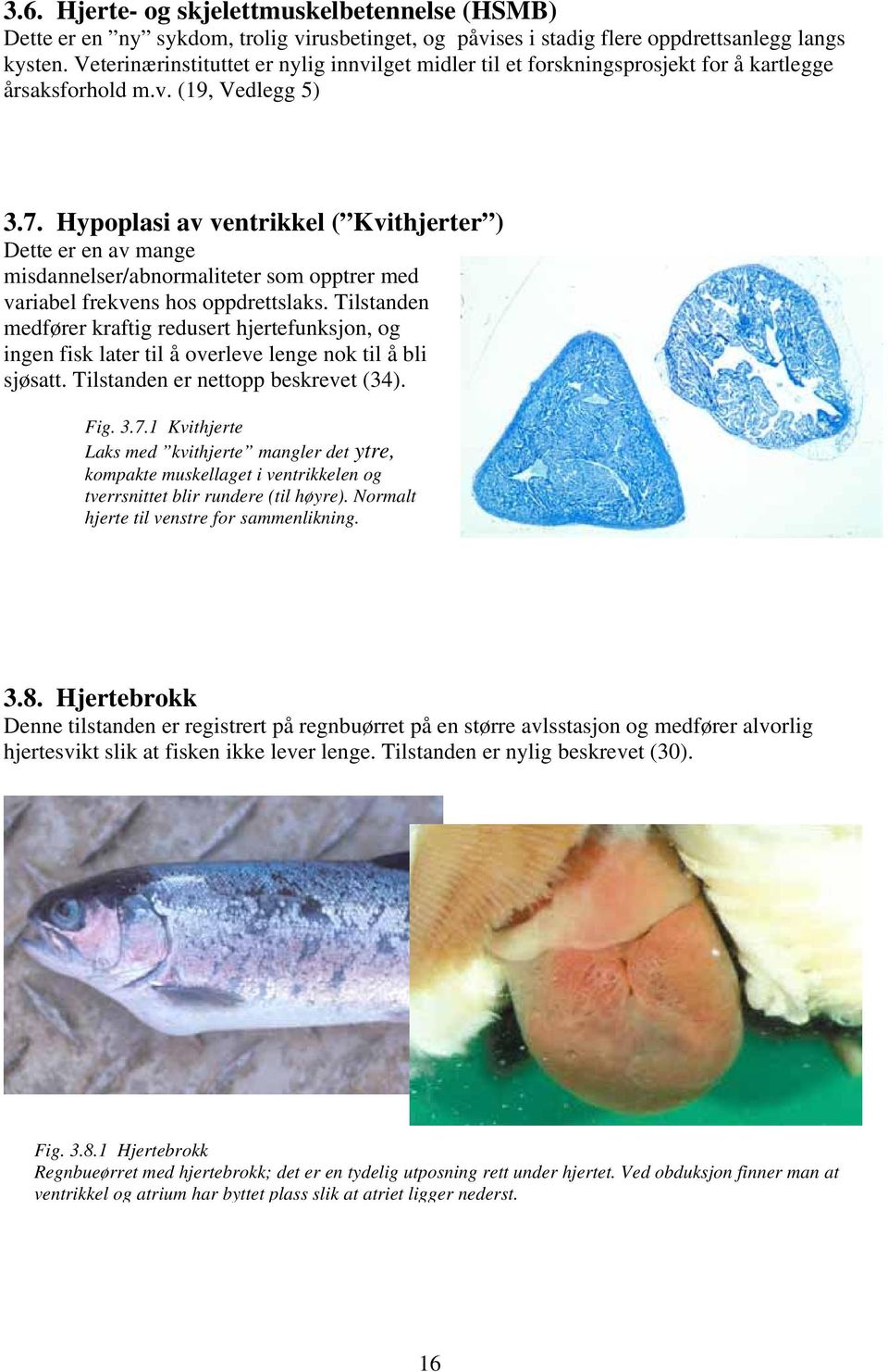 Hypoplasi av ventrikkel ( Kvithjerter ) Dette er en av mange misdannelser/abnormaliteter som opptrer med variabel frekvens hos oppdrettslaks.