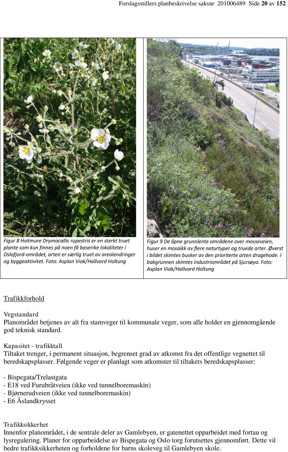 Øverst i bildet skimtes busker av den prioriterte arten dragehode. I bakgrunnen skimtes industriområdet på Sjursøya.