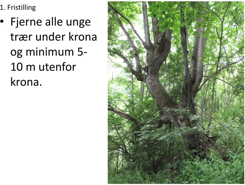 trær under krona og