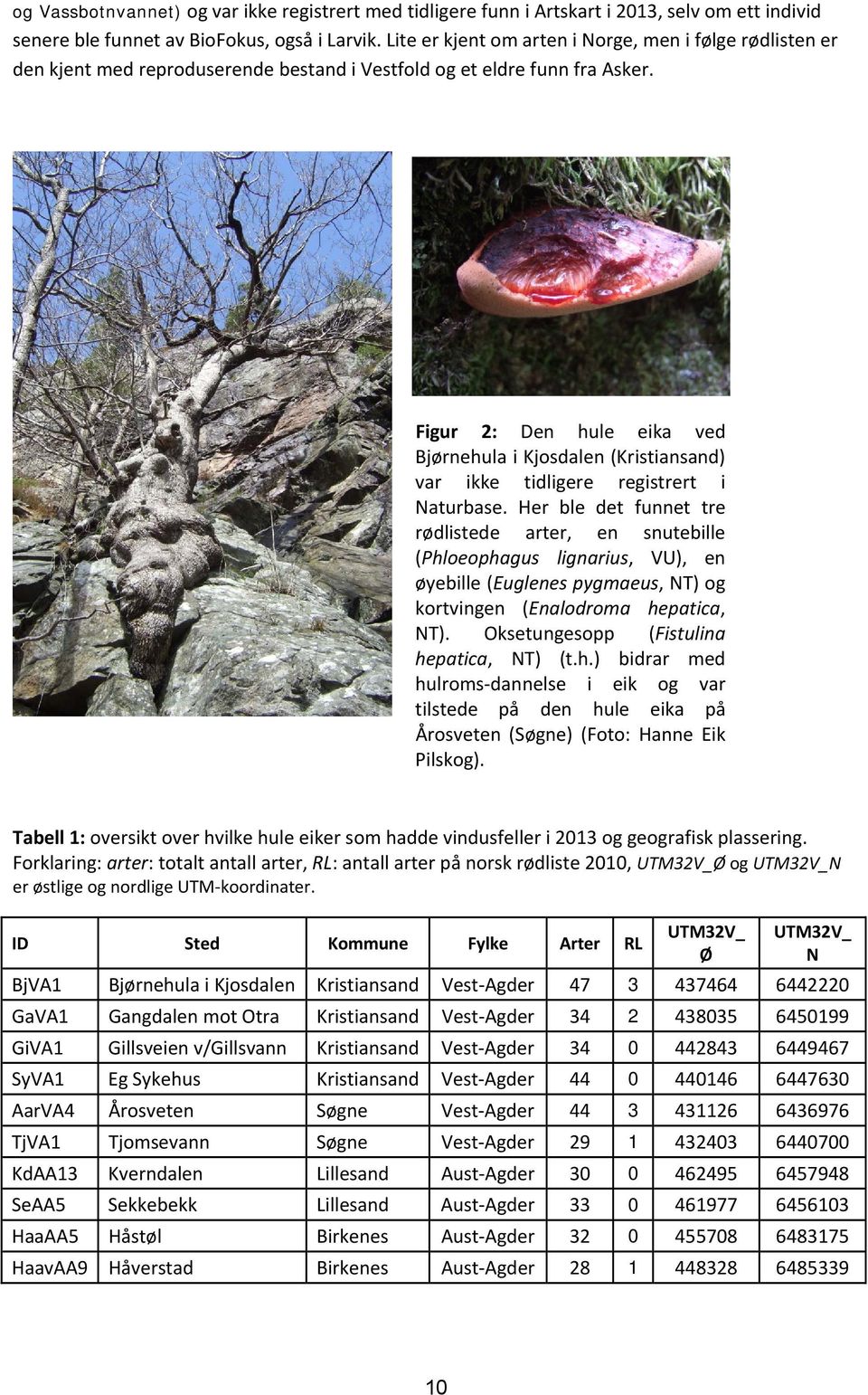 Figur 2: Den hule eika ved Bjørnehula i Kjosdalen (Kristiansand) var ikke tidligere registrert i Naturbase.