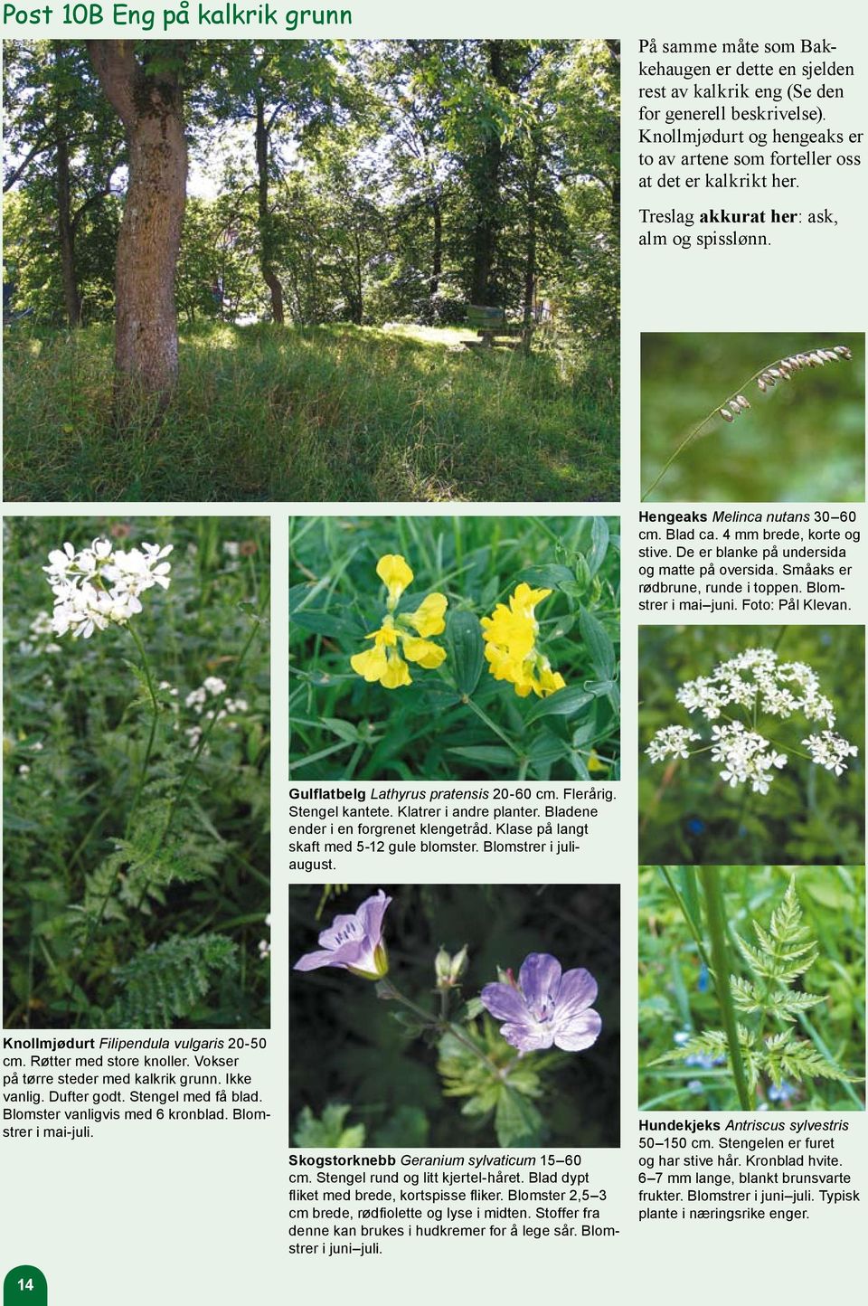 De er blanke på undersida og matte på oversida. Småaks er rødbrune, runde i toppen. Blomstrer i mai juni. Foto: Pål Klevan. Gulflatbelg Lathyrus pratensis 20-60 cm. Flerårig. Stengel kantete.