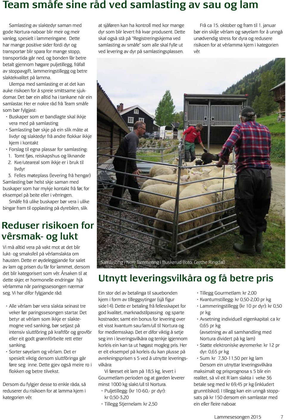 lammeringstillegg og betre slaktekvalitet på lamma. Ulempa med samlasting er at det kan auke risikoen for å spreie smittsame sjukdomar. Det bør ein alltid ha i tankane når ein samlastar.