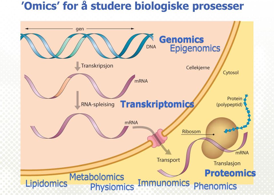 Transkriptomics Lipidomics