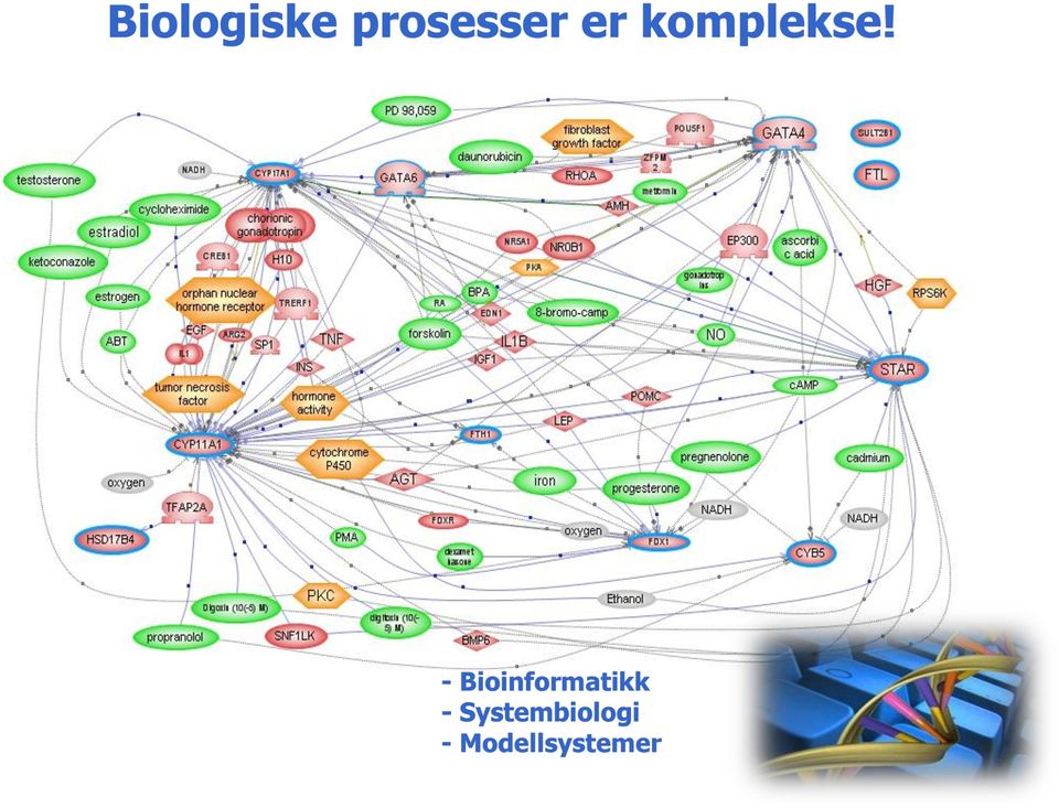 - Bioinformatikk -