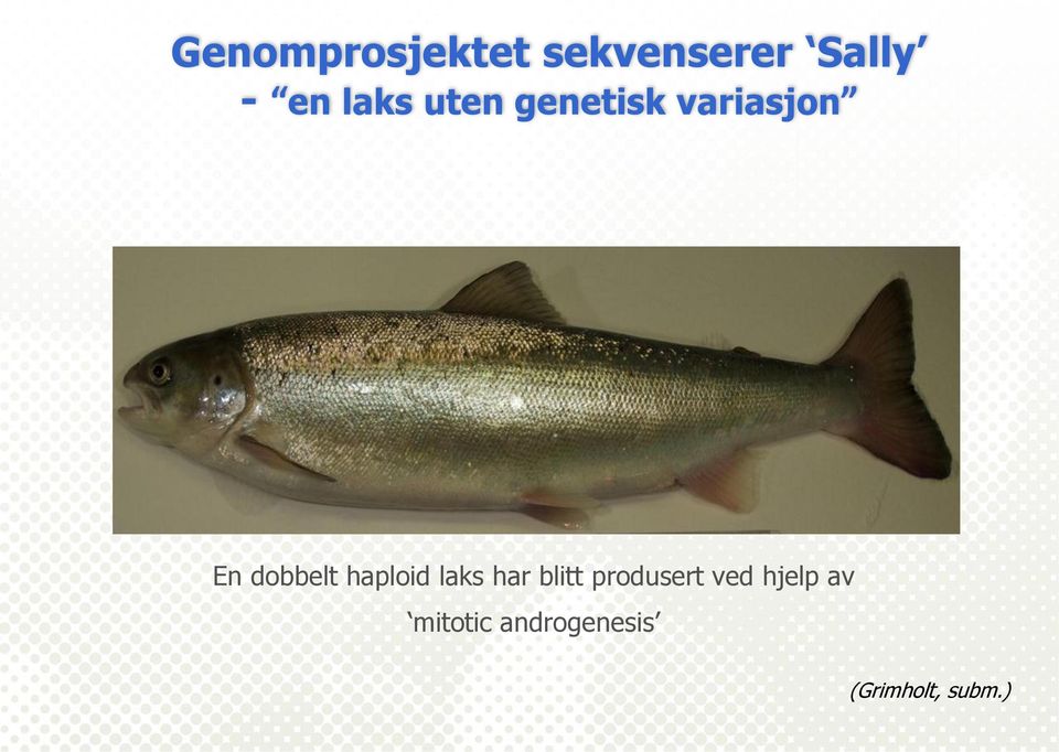 haploid laks har blitt produsert ved