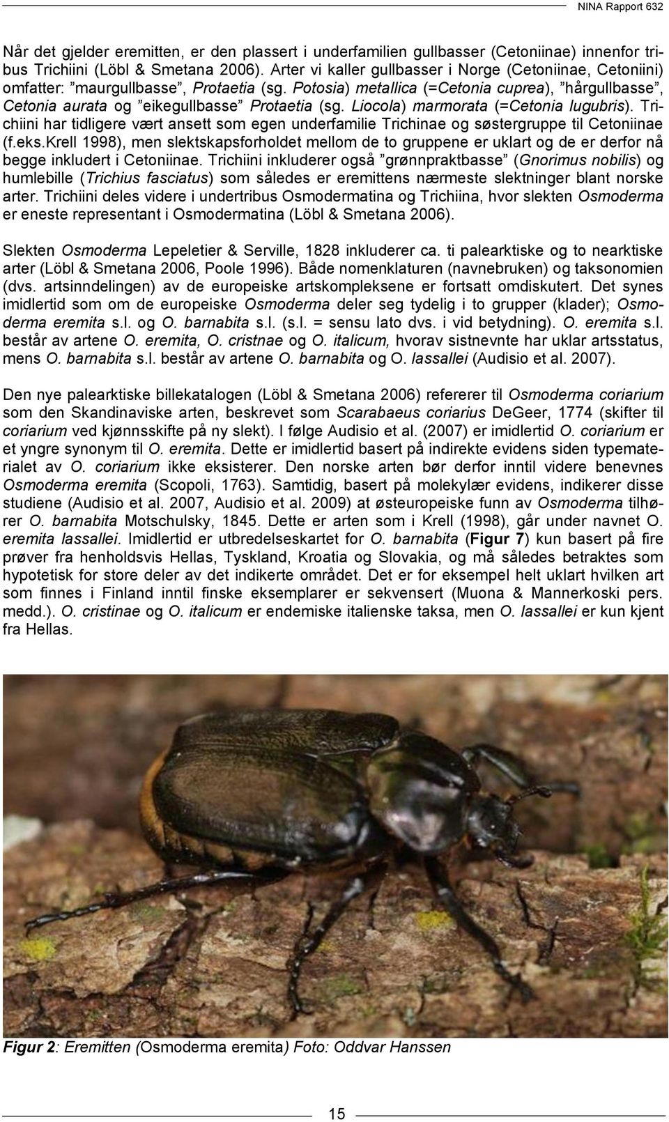 Liocola) marmorata (=Cetonia lugubris). Trichiini har tidligere vært ansett som egen underfamilie Trichinae og søstergruppe til Cetoniinae (f.eks.