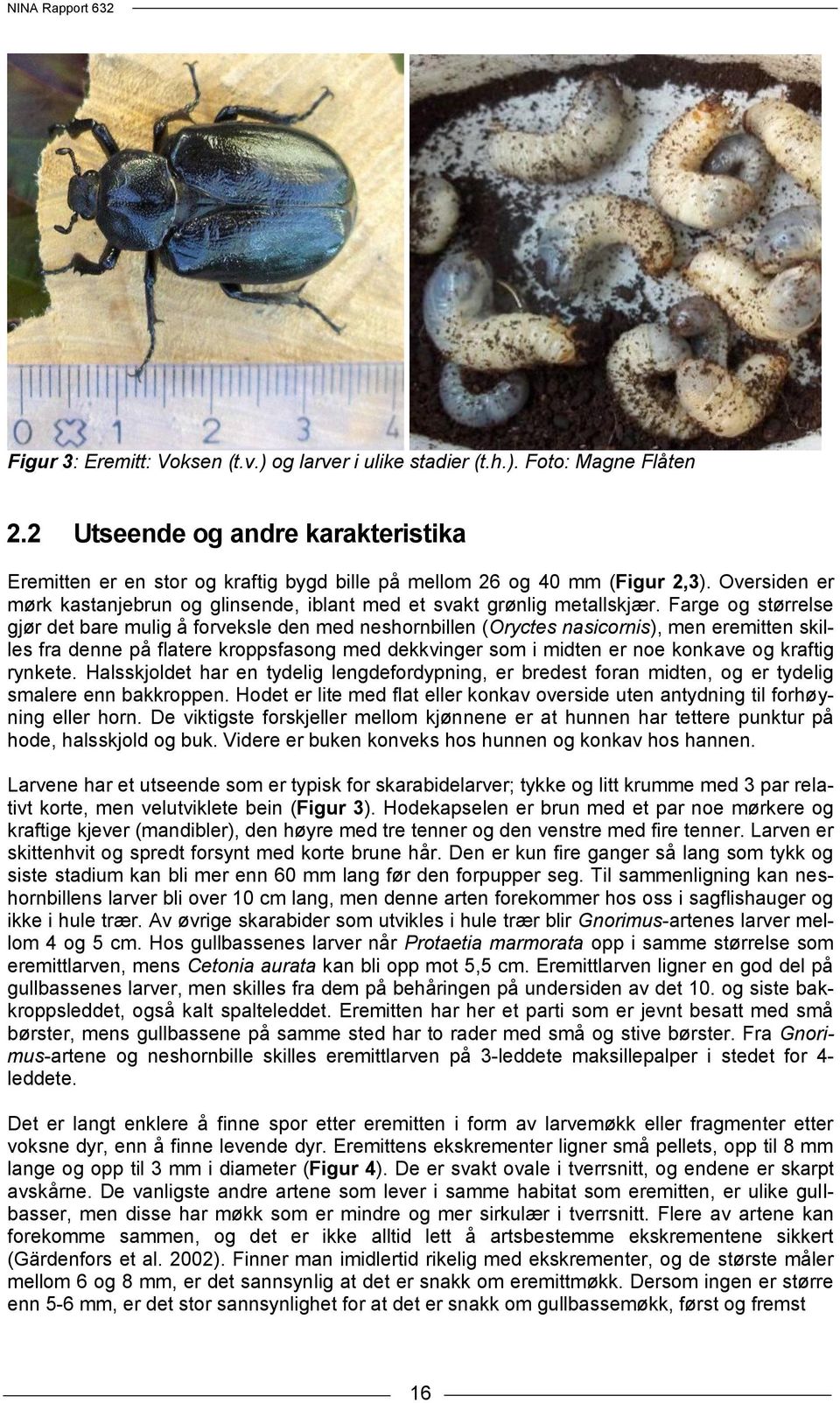 Farge og størrelse gjør det bare mulig å forveksle den med neshornbillen (Oryctes nasicornis), men eremitten skilles fra denne på flatere kroppsfasong med dekkvinger som i midten er noe konkave og