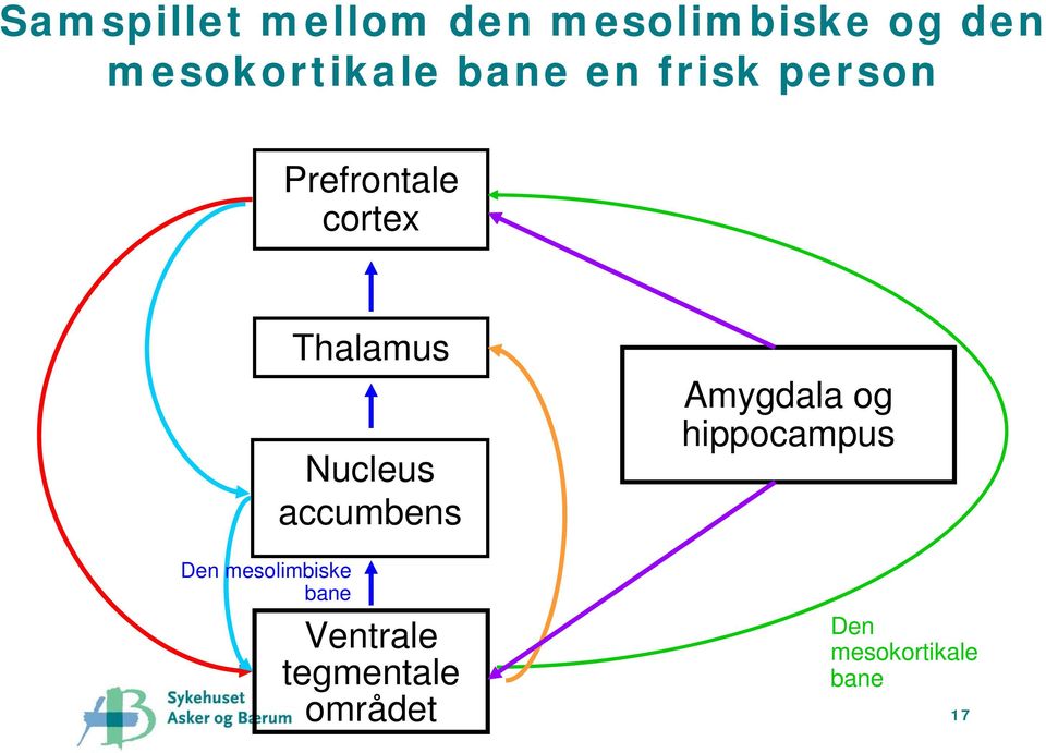 Nucleus accumbens Amygdala og hippocampus Den