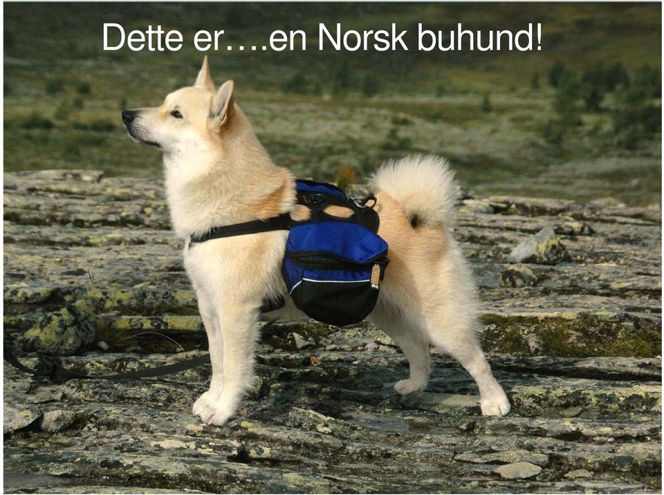 buhund!