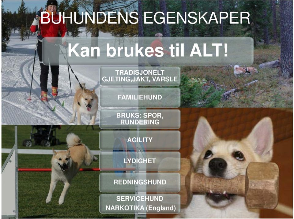 FAMILIEHUND BRUKS: SPOR, RUNDERING AGILITY