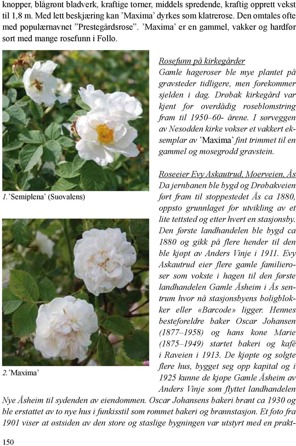 Rosefunn på kirkegårder Gamle hageroser ble mye plantet på gravsteder tidligere, men forekommer sjelden i dag. Drøbak kirkegård var kjent for overdådig roseblomstring fram til 1950 60- årene.