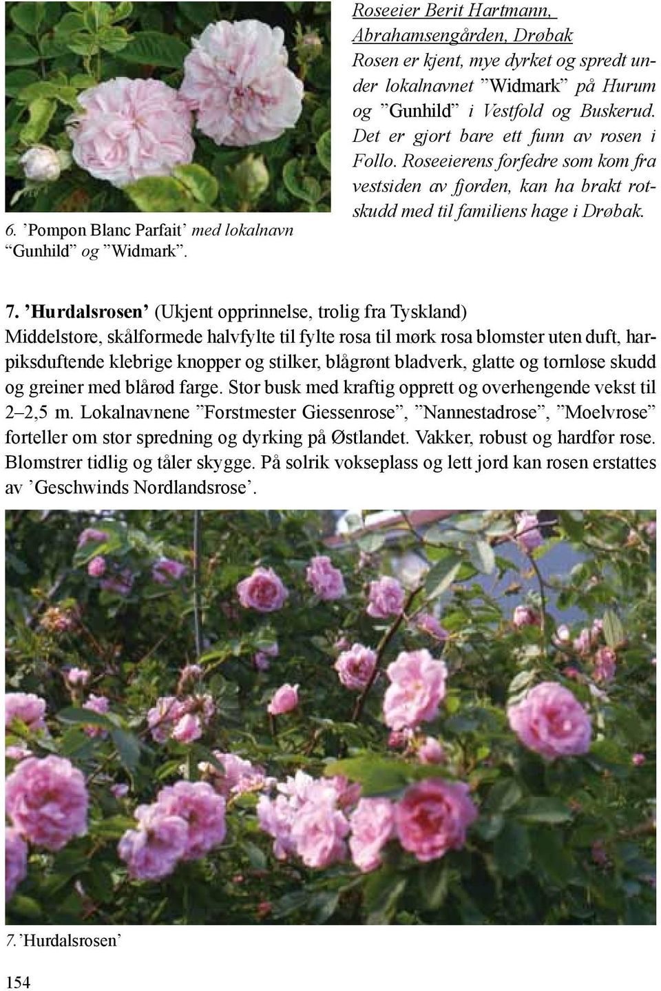 Det er gjort bare ett funn av rosen i Follo. Roseeierens forfedre som kom fra vestsiden av fjorden, kan ha brakt rotskudd med til familiens hage i Drøbak. 7.
