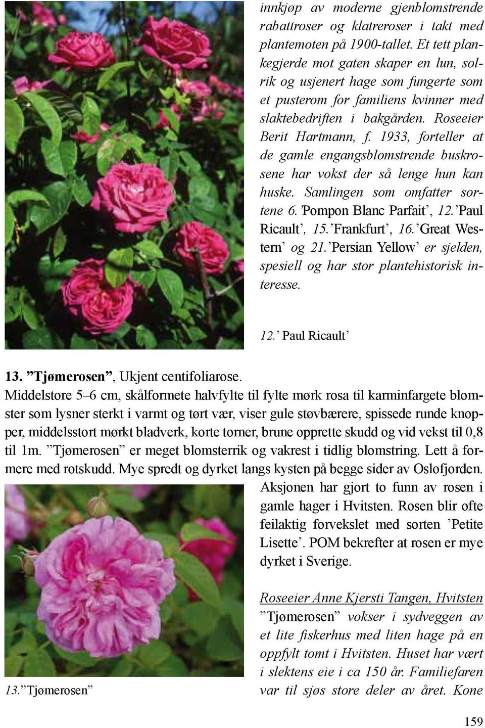 1933, forteller at de gamle engangsblomstrende buskrosene har vokst der så lenge hun kan huske. Samlingen som omfatter sortene 6. Pompon Blanc Parfait, 12. Paul Ricault, 15. Frankfurt, 16.