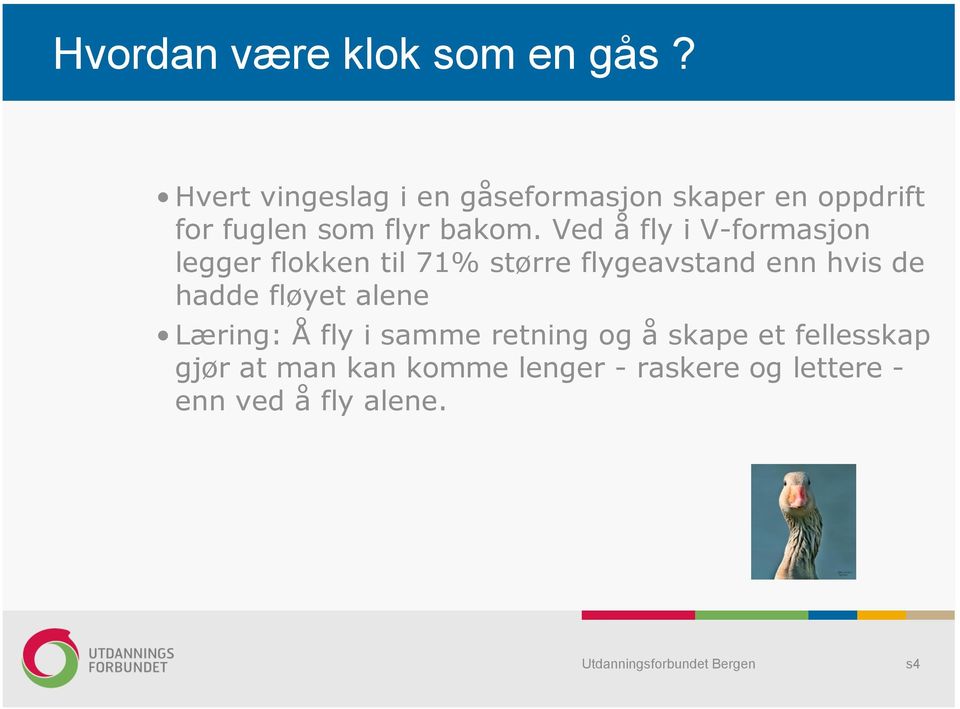 Ved å fly i V-formasjon legger flokken til 71% større flygeavstand enn hvis de hadde