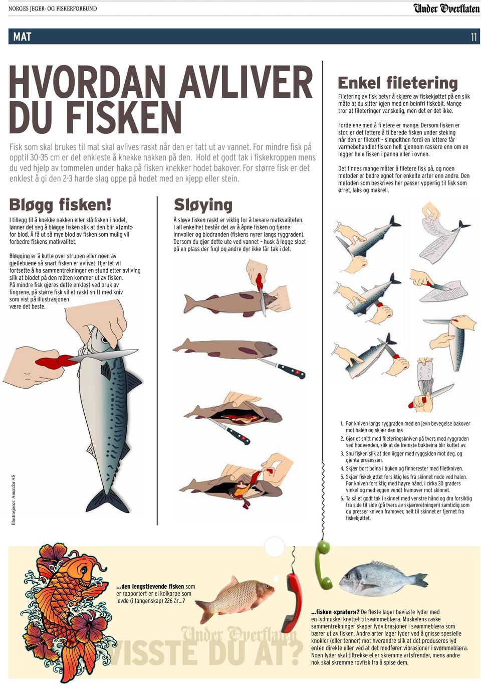 For større fisk er det enklest å gi den 2-3 harde slag oppe på hodet med en kjepp eller stein. Bløgg fisken!