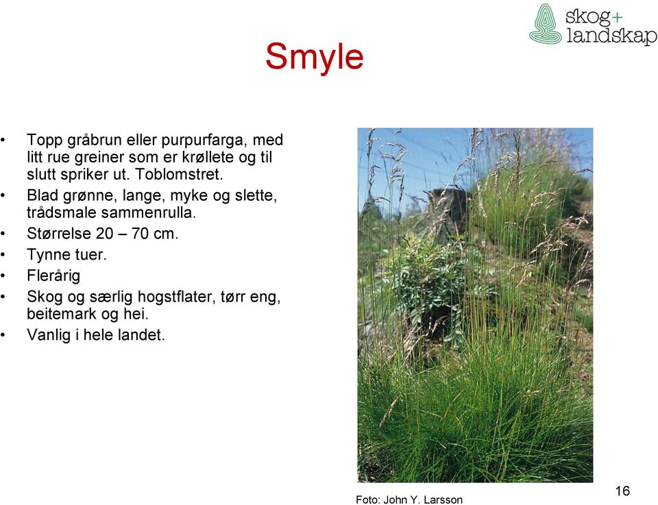 Blad grønne, lange, myke og slette, trådsmale sammenrulla. Størrelse 20 70 cm.