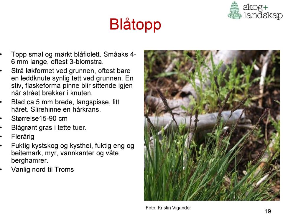 En stiv, flaskeforma pinne blir sittende igjen når strået brekker i knuten. Blad ca 5 mm brede, langspisse, litt håret.