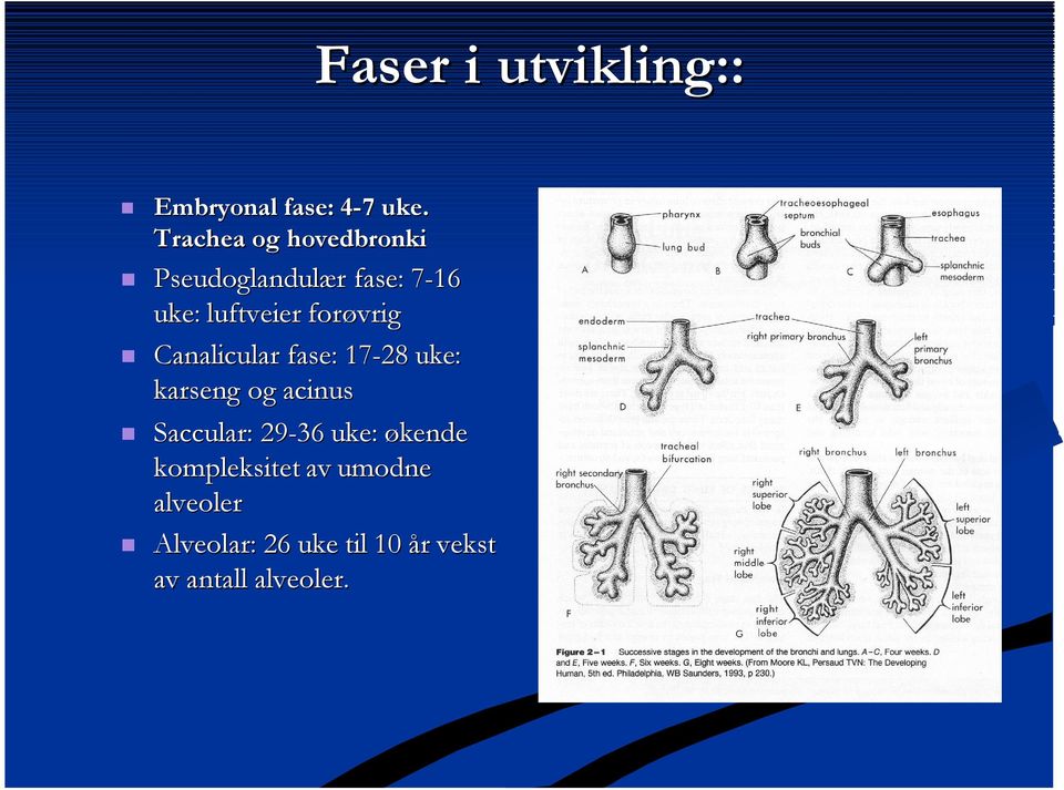 forøvrig Caalicular fase: 17-28 uke: karseg og acius Saccular: