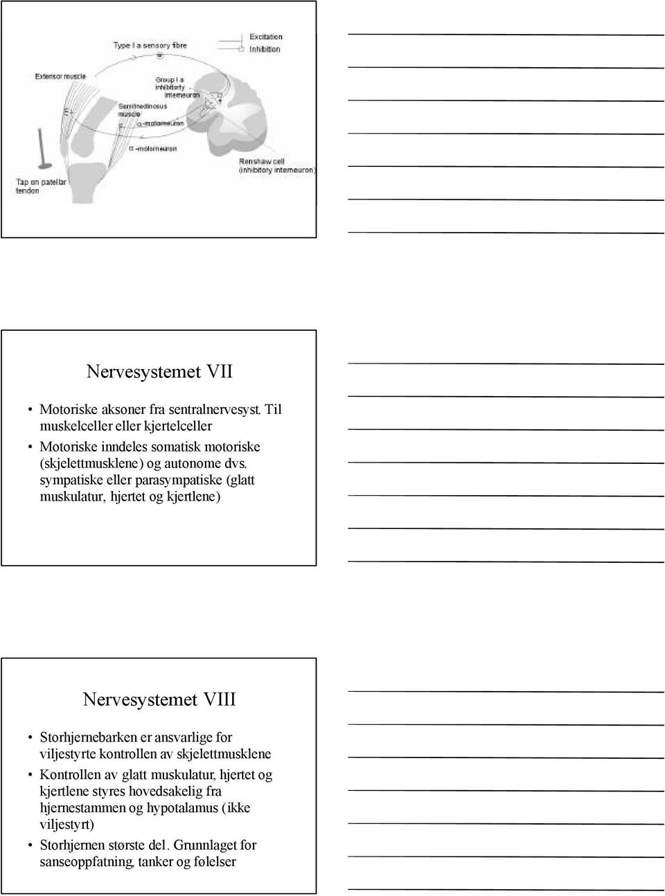 sympatiske eller parasympatiske (glatt muskulatur, hjertet og kjertlene) Nervesystemet VIII Storhjernebarken er ansvarlige for