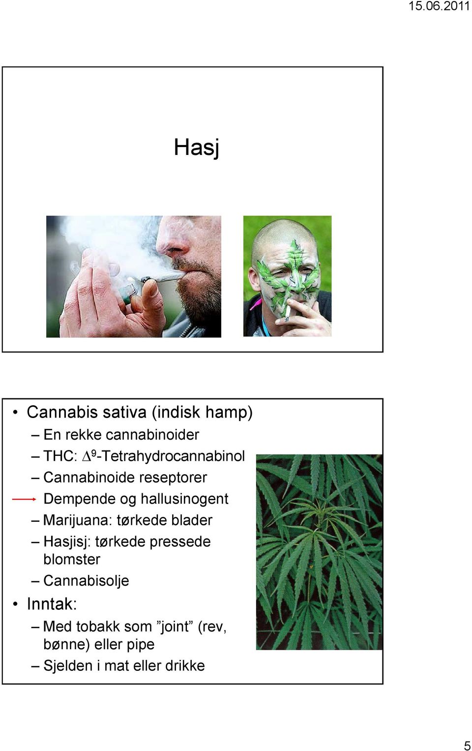 Marijuana: tørkede blader Hasjisj: tørkede pressede blomster