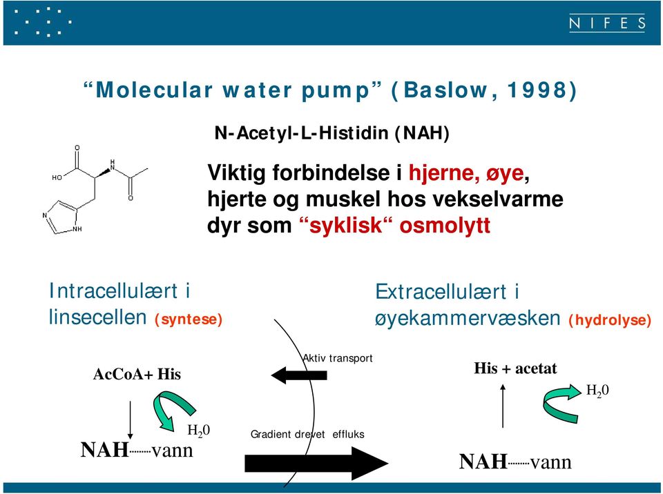 linsecellen ll (syntese) Extracellulært i øyekammervæsken k (hydrolyse) ACA+Hi AcCoA+