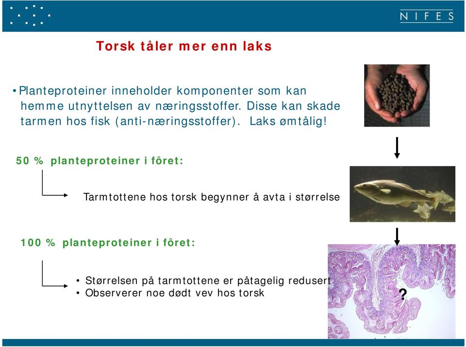 50 % planteproteiner i fôret: Tarmtottene hos torsk begynner å avta i størrelse 100 %