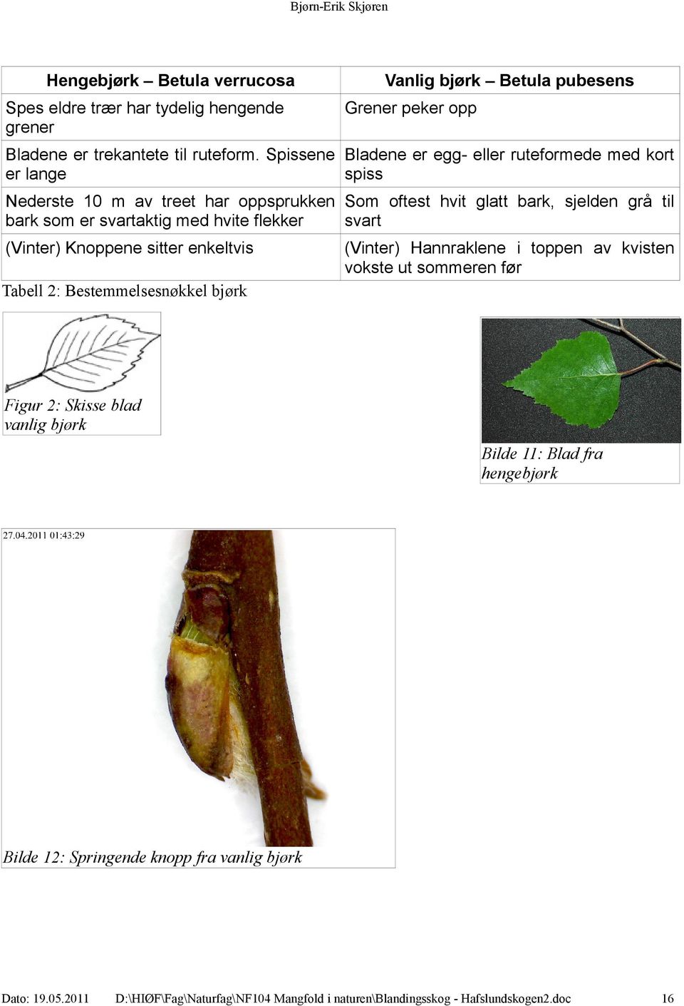 Spissene Bladene er egg- eller ruteformede med kort er lange spiss Nederste 10 m av treet har oppsprukken Som oftest hvit glatt bark, sjelden grå