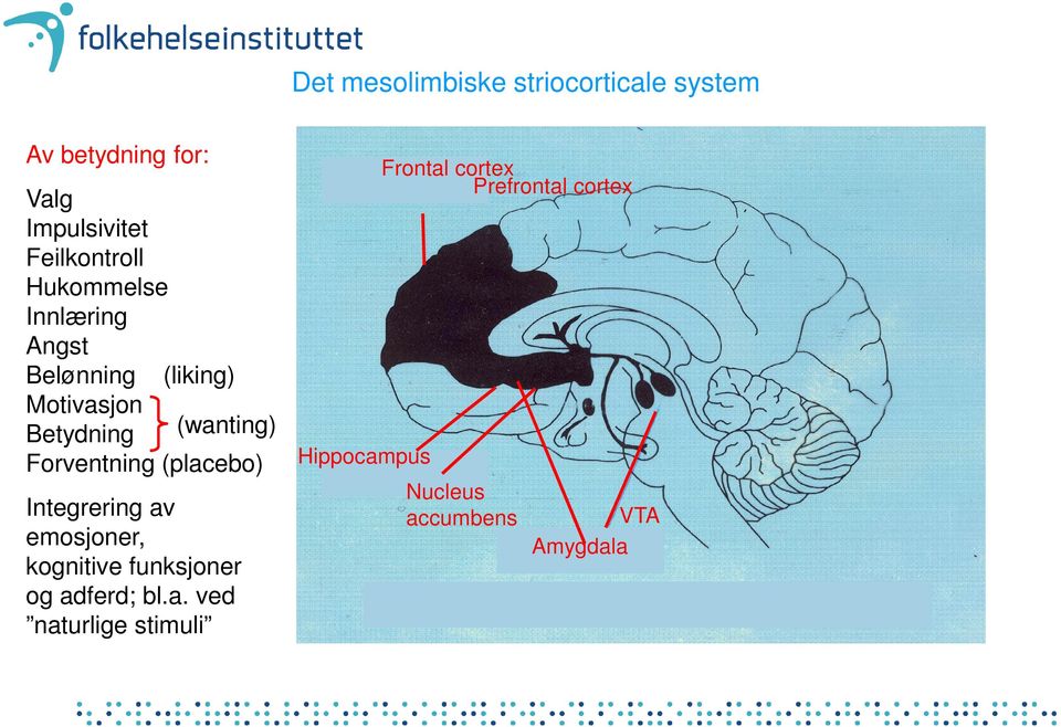 Motivasjon (wanting) Betydning Forventning (placebo) Hippocampus Integrering av