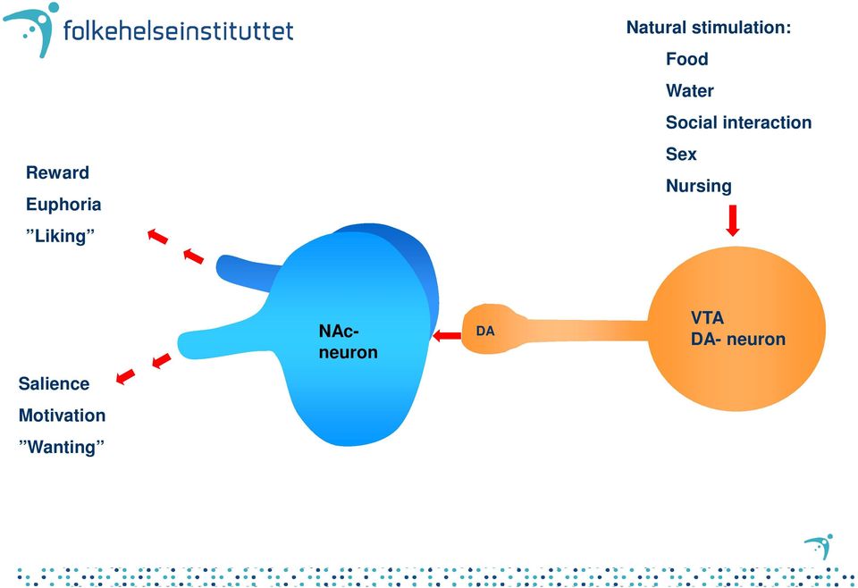 Nursing NAc- neuron NAcneuron DA VTA