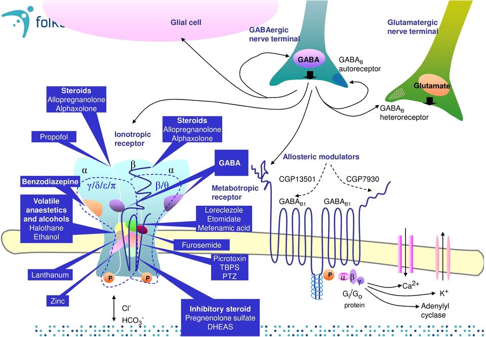 Allopregnanolone Alphaxolone β/θ α GABA Loreclezole Etomidate Mefenamic acid Furosemide Metabotropic receptor Picrotoxin TBPS PTZ Inhibitory